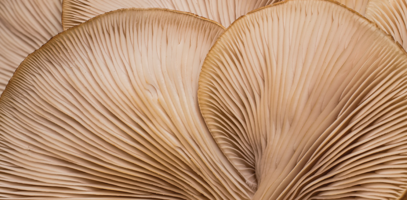Emerson_Homepage_Mushroom_Blend_1400x690_2