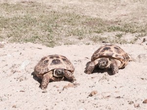 turtles water