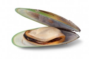 green-lipped-mussel-2