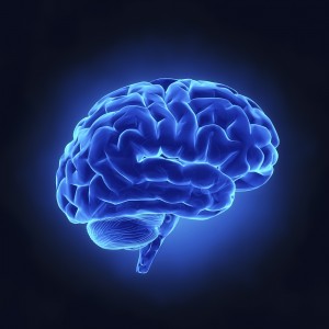human-brain